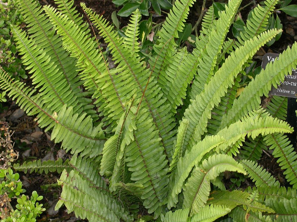 Nephrolepis cordifolia